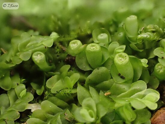 Liochlaena lanceolata